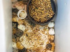 -溪岸路花鸟市场