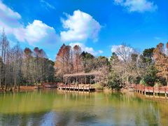 -上海滨江森林公园