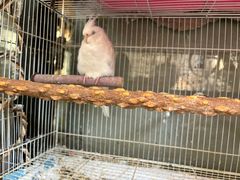 -吉丁鸟咖·异宠·寄养
