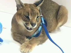 -瑞派·关忠动物医院·异宠专科·犬猫肿瘤·皮肤专科(望京店)