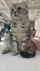 -飞梵造型