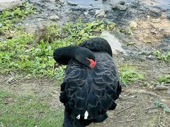 -泉州海丝野生动物世界