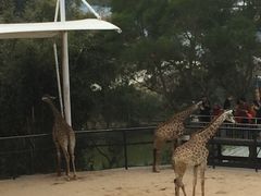 -泉州海丝野生动物世界