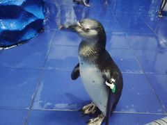 -太平洋海底世界