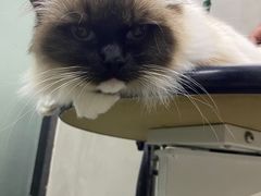 -PETKIT小佩宠物·低压洗护(国顺东路店)