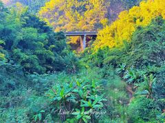 -西双版纳原始森林公园