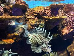 -上海海洋水族馆