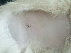 -艾贝尔宠物医院·24H转诊中心·肿瘤猫专科(江宁双龙店)