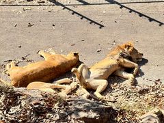 -大连森林动物园