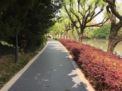 -嘉定紫藤园