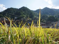 -一杯黔茶(西江千户苗寨古街店)