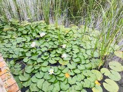 -大兴滨河森林公园