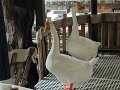 -优之名鹅城