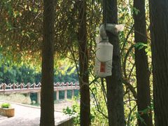 -深圳仙湖植物园