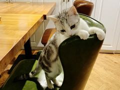 -猫小院猫主题餐厅(三里屯店)
