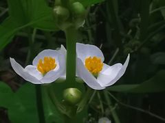 -ARTEASG啊T·新加坡奶茶(高兴里店)
