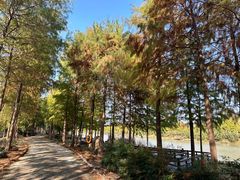 -合肥滨湖国家森林公园