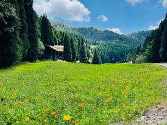 -武陵山森林公园