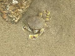 -南澳海滩