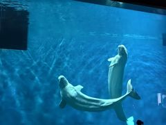 -芜湖新华联大白鲸海洋公园