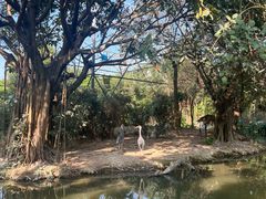 -广州长隆飞鸟乐园