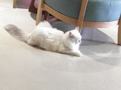 -藏猫猫咖啡主题馆(中央大道店)