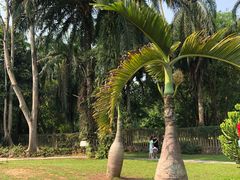 -中国科学院西双版纳热带植物园