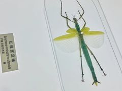 -上海昆虫博物馆