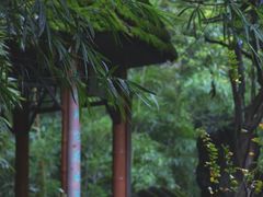 -望江楼公园