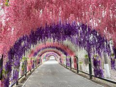 -沈阳鸟岛