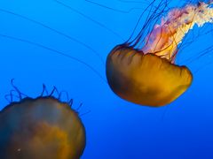 -太平洋海底世界