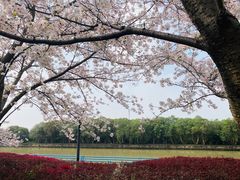 -高东镇樱花园