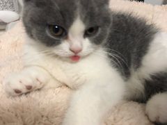 -艾贝尔宠物诊疗