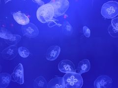 -福州罗源湾海洋世界旅游区