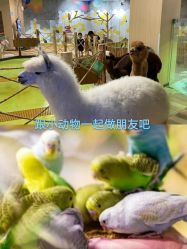 -七巧国萌宠乐园(龙湖天街店)