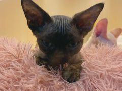 -momokira米努特·德文卷毛猫·棉花面纱犬