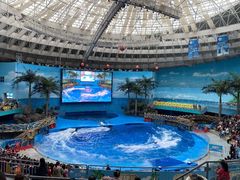 -海合安成都极地海洋公园