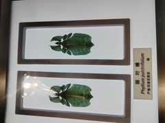 -上海昆虫博物馆