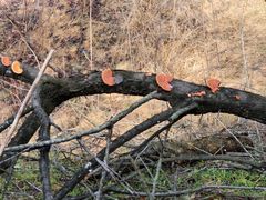 -新建村梅花