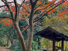-田野绿世界