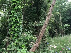 -盘龙城国家考古遗址公园