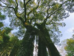 -岳麓山风景名胜区