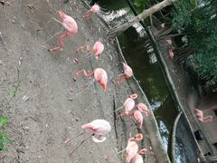 -清迈夜间动物园