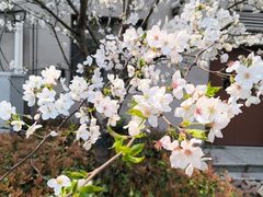 -上海财经大学(国定路校区)