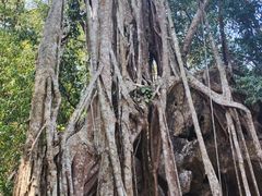 -中国科学院西双版纳热带植物园