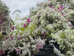 -深圳国际园林花卉博览园
