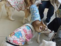 -怪兽屋·羊驼·猫咖·狗咖(俊华广场店)