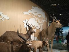 -陕西自然博物馆