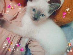 -喵zoo家庭繁育猫舍(尖东智能花园店)