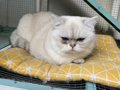 -喵屿·大理花园猫咖